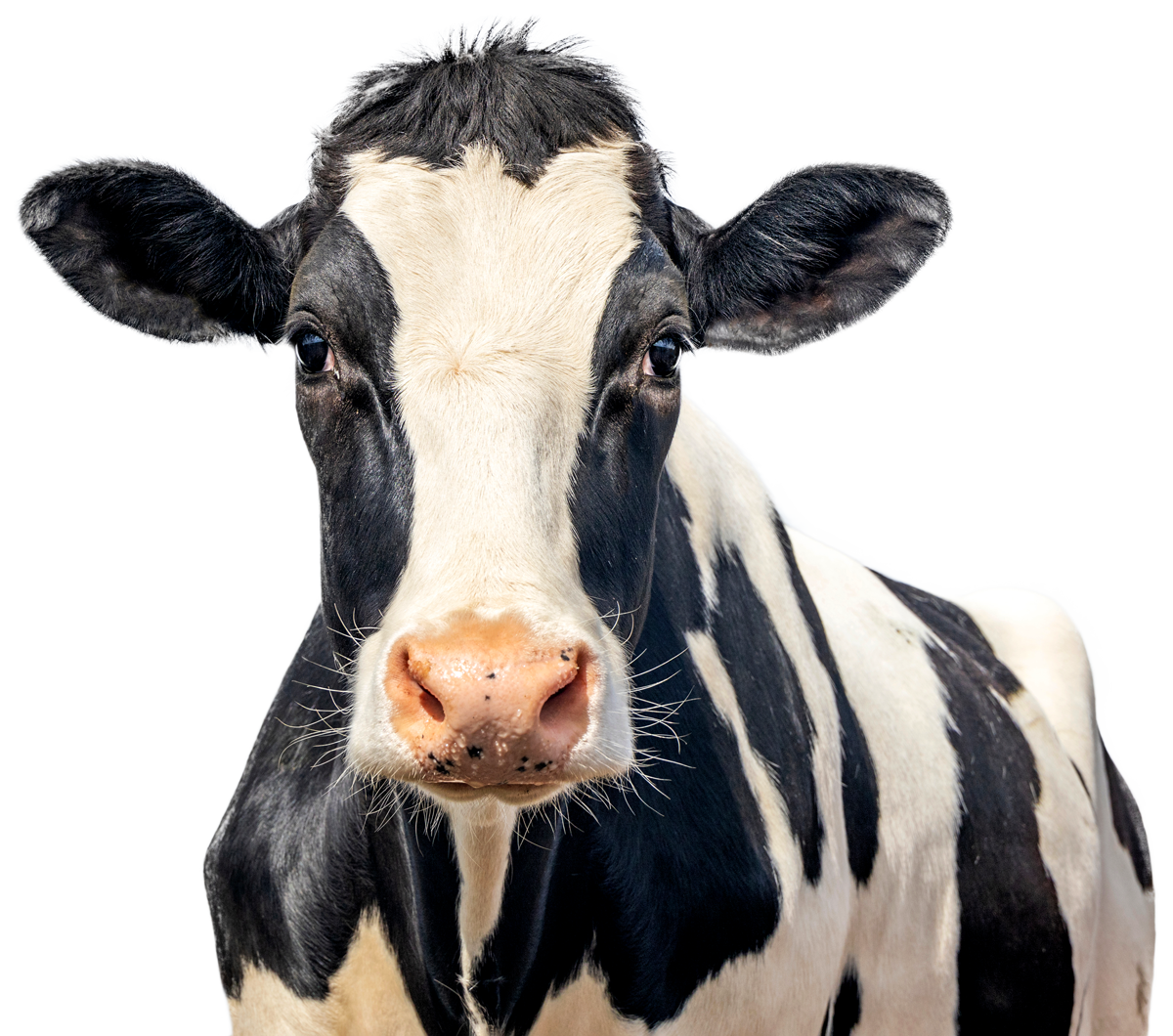 Slant Road Mobile Veterinary Services